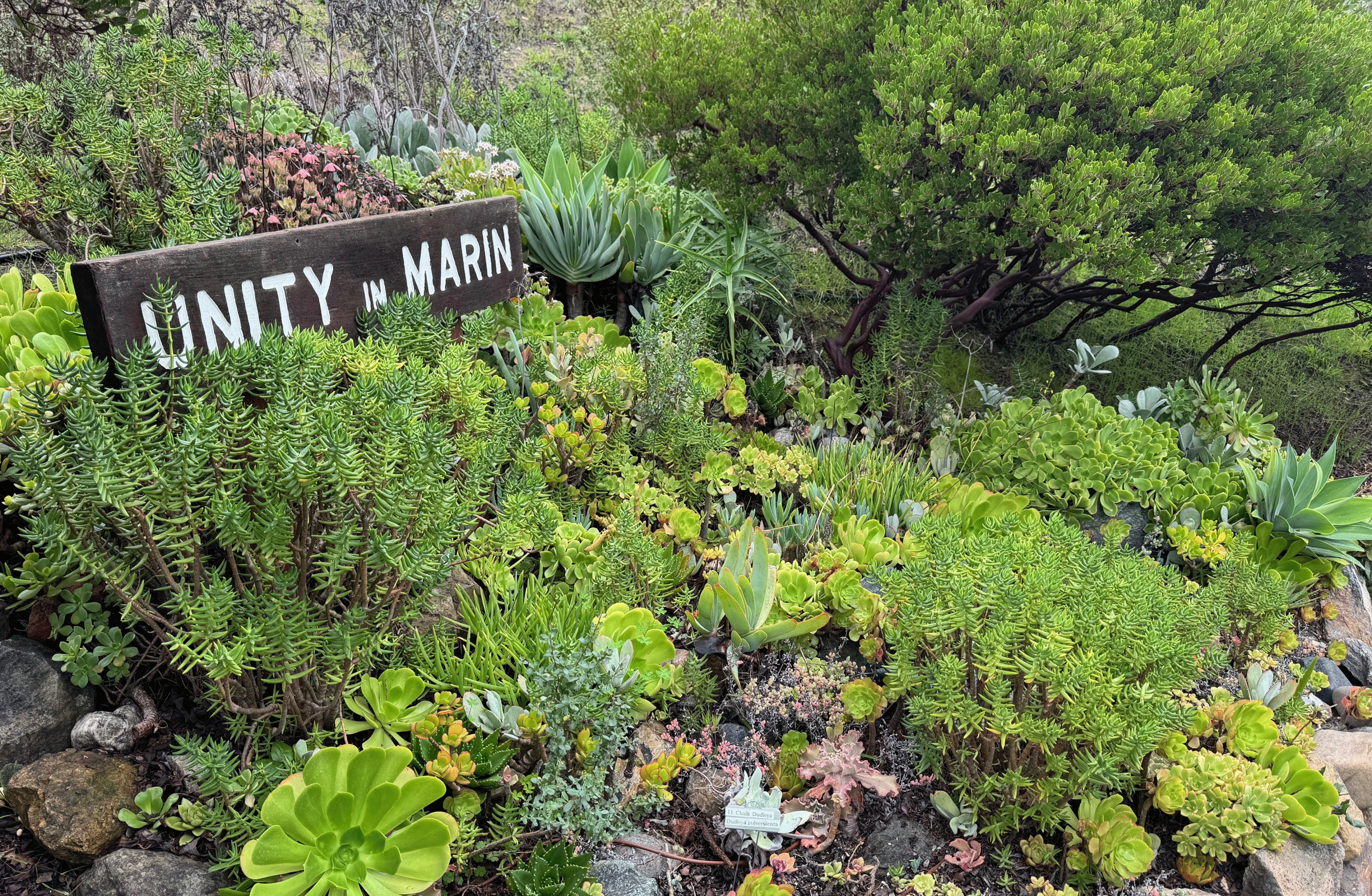 Unity in Marin